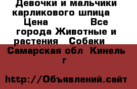 Девочки и мальчики карликового шпица  › Цена ­ 20 000 - Все города Животные и растения » Собаки   . Самарская обл.,Кинель г.